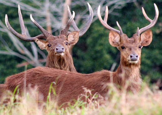 Hunting in Mauritius